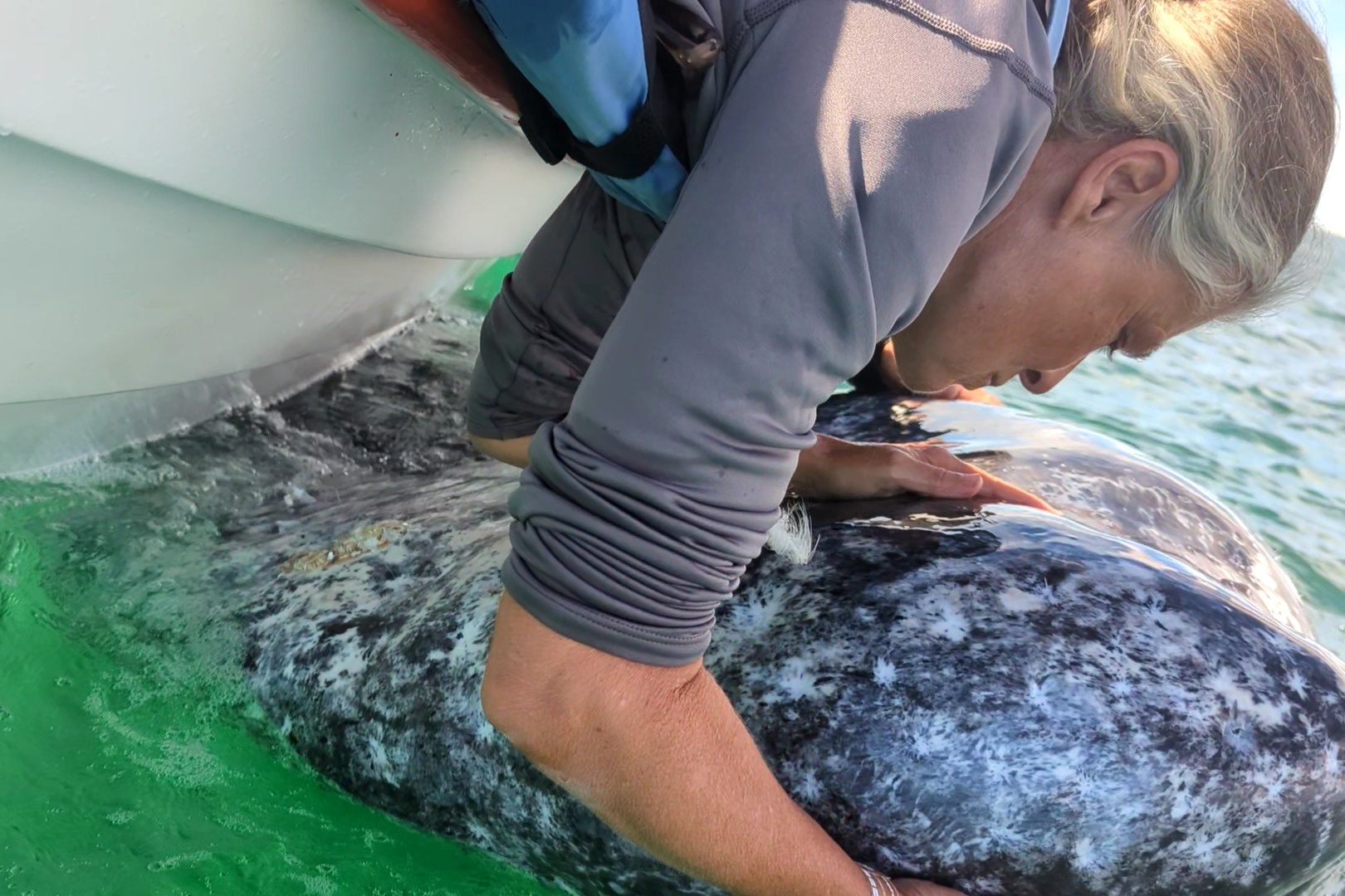 Baleine grise touchée depuis la barque